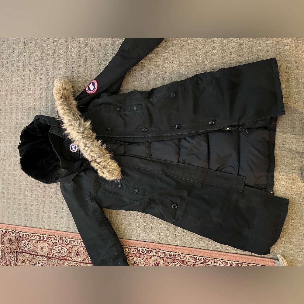Canada goose